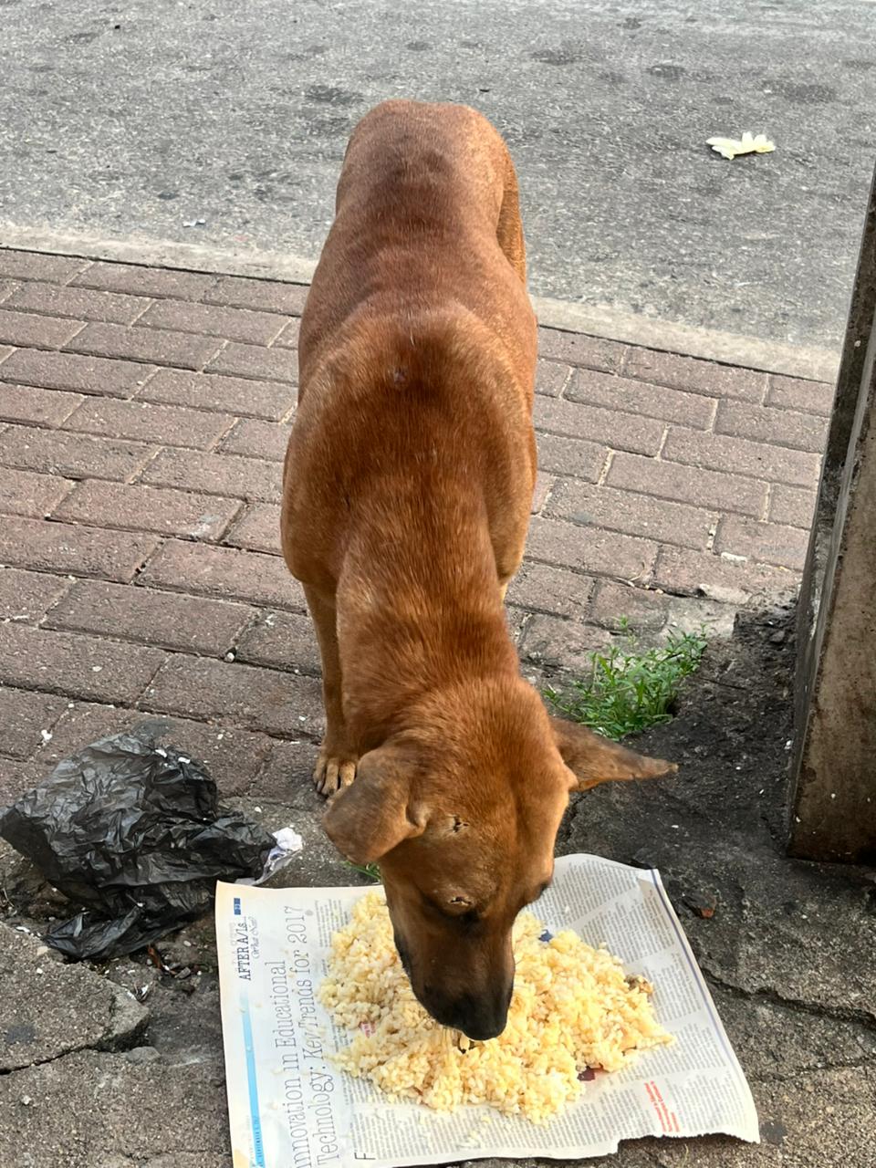 Volunteers feeding a dog